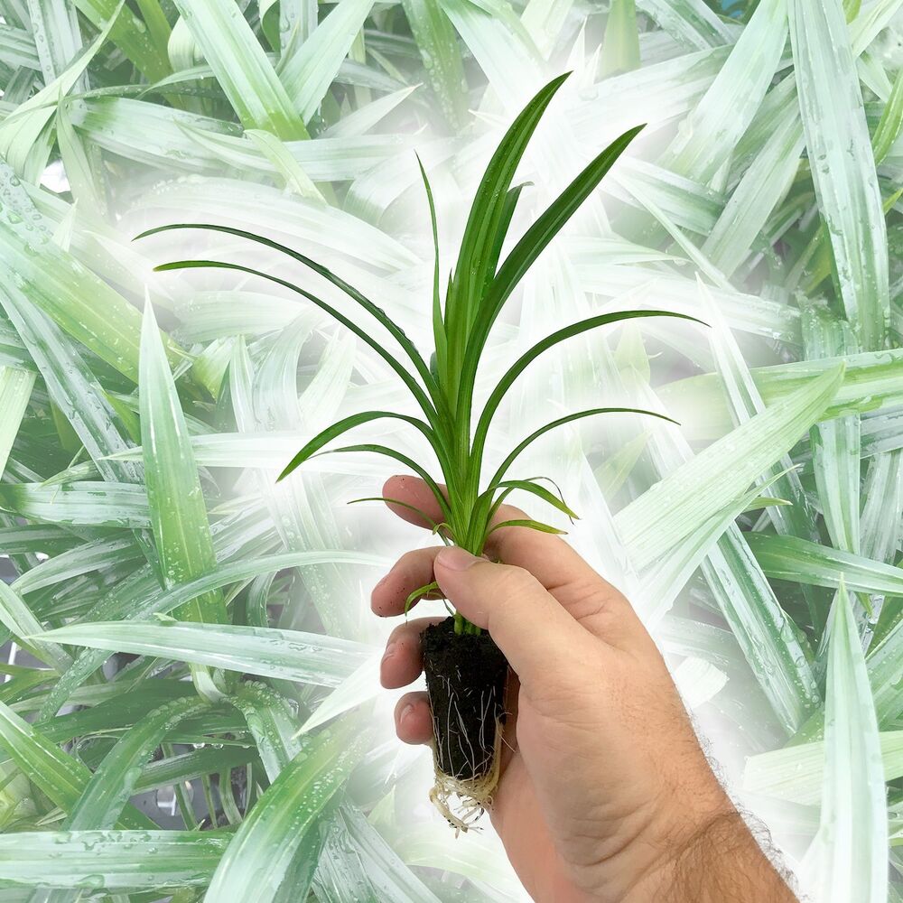 Pandan Plant 4 Live Starter Plants in 2 Inch Pots Pandanus