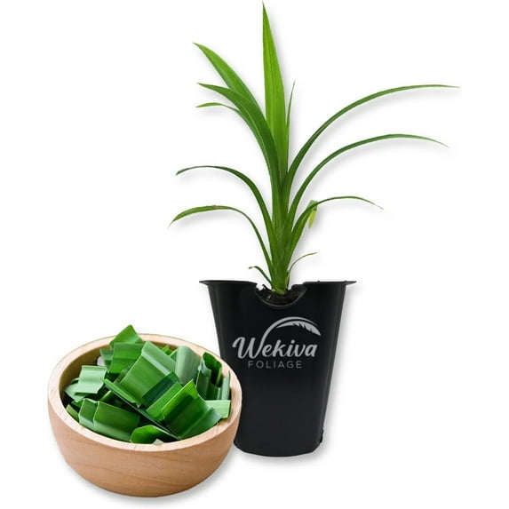 Pandan Plant - 1 Live Starter Plant - Pandanus Amaryllifolius - Fragrant Flavor Sweet Edible Leaves