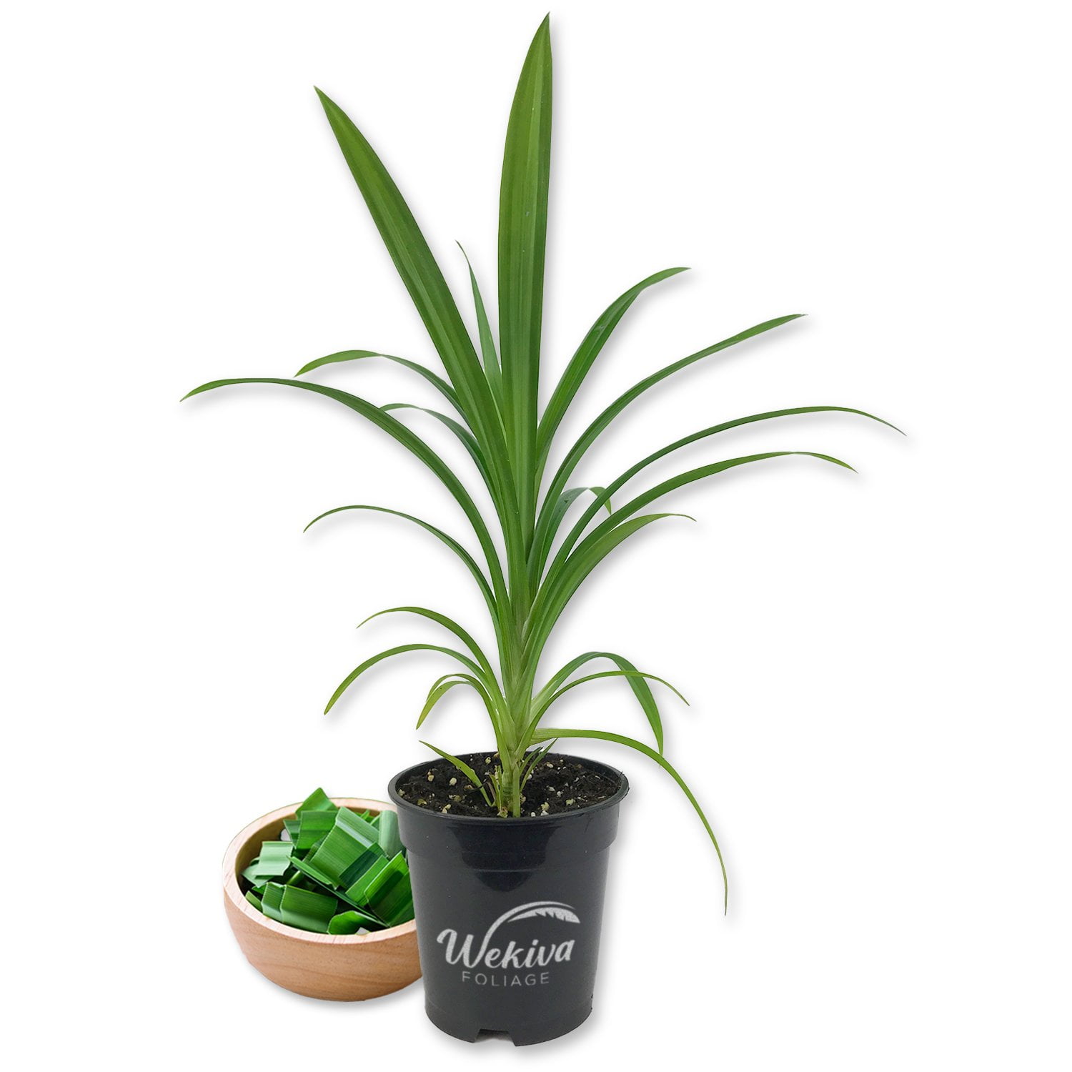 Pandan Plant - Live Plant in a 4 Inch Pot - Pandanus Amaryllifolius ...