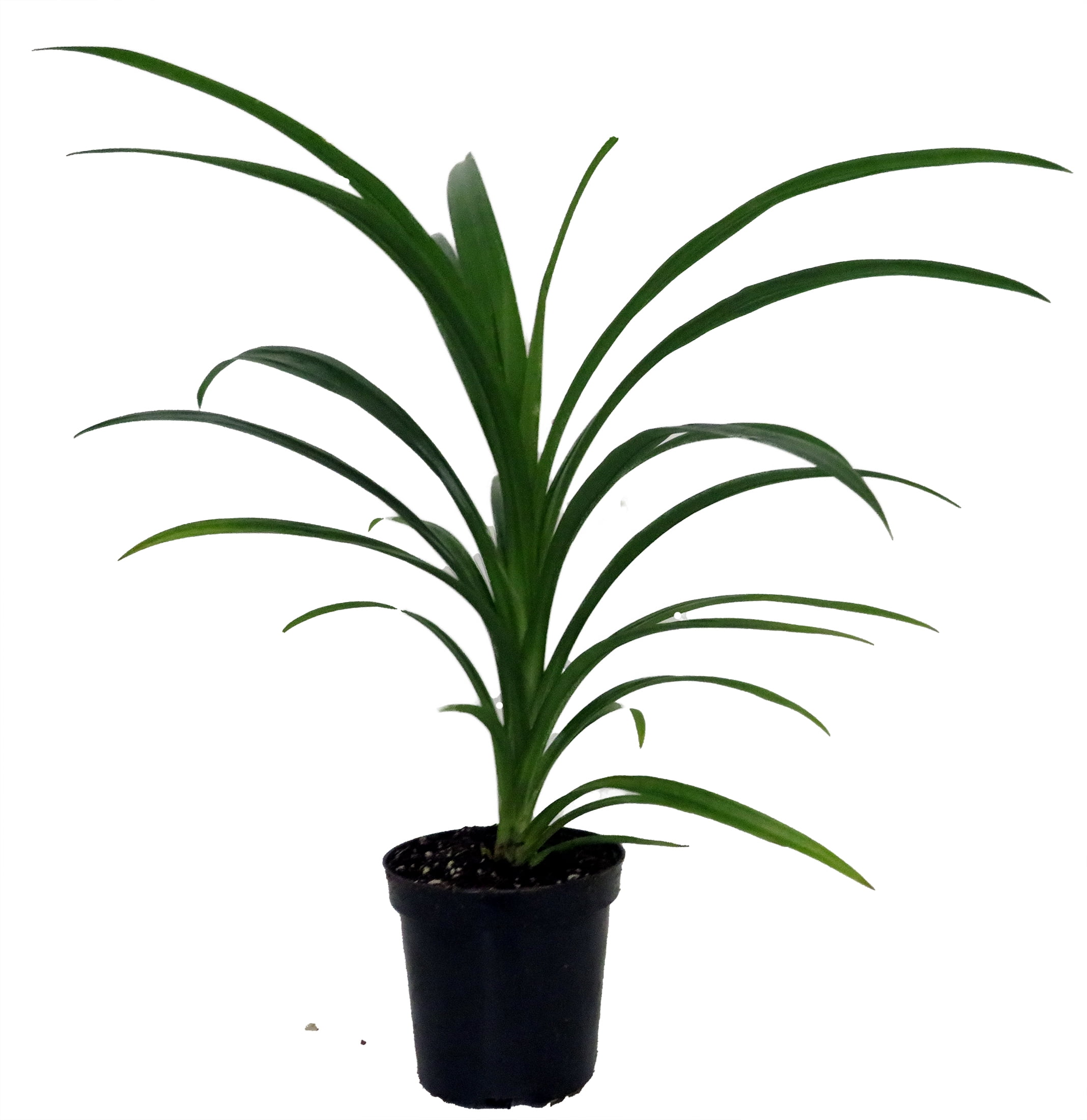 Pandan Spice Plant Amaryllifolius pandanus Indoors/OutLive Plant 4