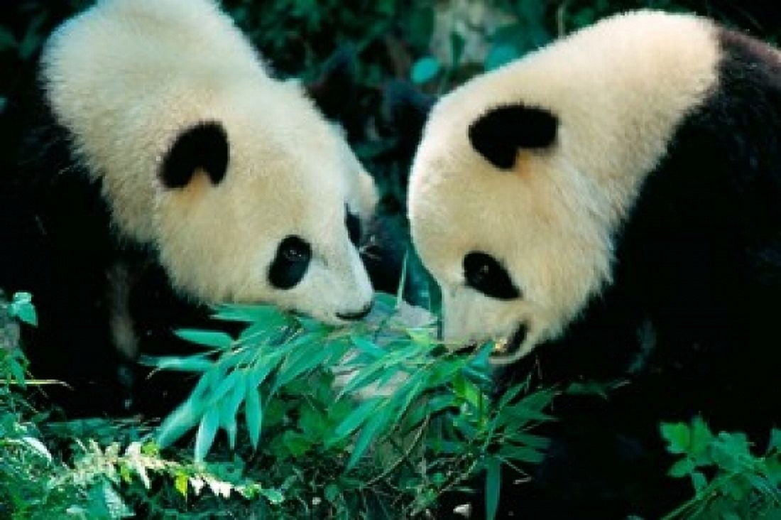 Pandas Eating Bamboo Wolong Sichuan China Canvas Art - Keren Su  DanitaDelimont (18 x 12)