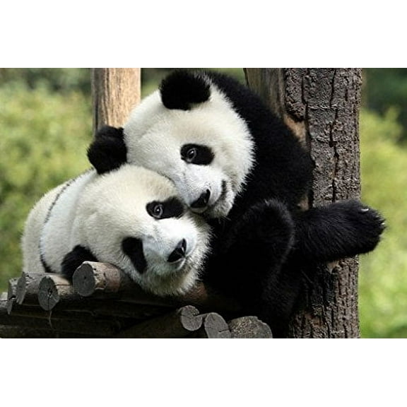 Pandas Poster Big Hug - Amazing Shot New 24x36