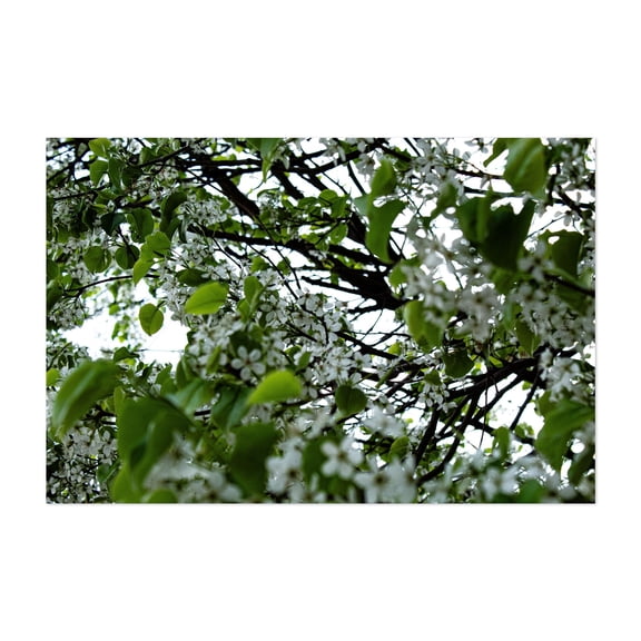 Pandemic Blues - Brooklyn New York Photography Flowers Botanical Nature Floral Garden Scenic Woodland Unframed Wall Art Print 8 x 12 inches