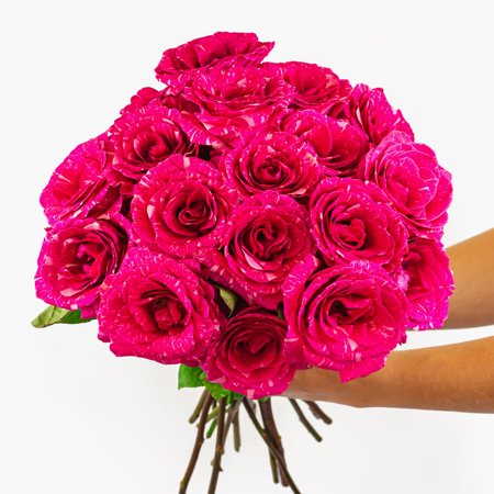 Pandora Roses