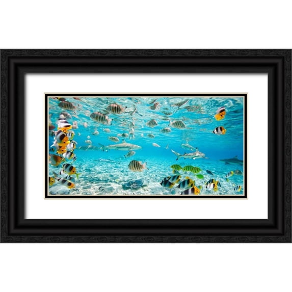 Pangea Images 14x9 Black Ornate Wood Framed with Double Matting Museum Art Print Titled - Fish and sharks in Bora Bora lagoon
