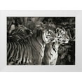 thumbnail image 1 of Pangea Images 24x18 White Modern Wood Framed Museum Art Print Titled - Two Bengal Tigers (BW), 1 of 4