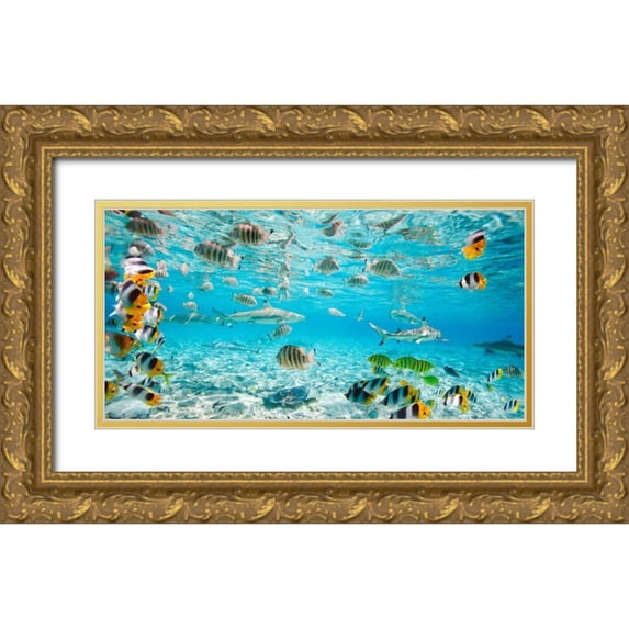 Pangea Images 32x18 Gold Ornate Wood Framed with Double Matting Museum Art Print Titled - Fish and sharks in Bora Bora lagoon