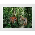 thumbnail image 1 of Pangea Images 32x24 White Modern Wood Framed Museum Art Print Titled - Bengal Tigers, 1 of 4