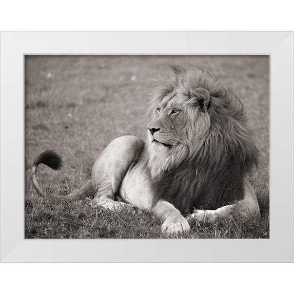 Pangea Images 32x25 White Modern Wood Framed Museum Art Print Titled - Male lion, Serengeti National Park