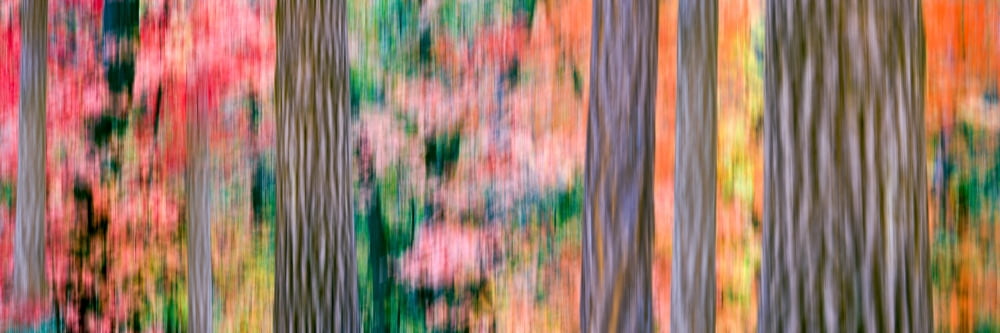 Panning time exposure turns an autumn forest into a colorful abstract 4th of July Canyon Arizona USA Canvas Art - Panoramic Images (6 x 18)