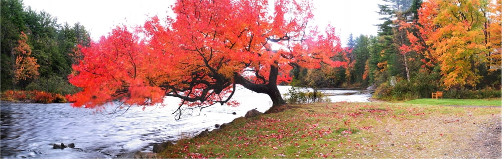 Panorama Of Red Maple Tree Muskoka Ontario Canvas Art - Henry Lin Design Pics (36 x 11)