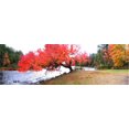 thumbnail image 1 of Panorama Of Red Maple Tree, Muskoka, Ontario Poster Print (25 x 7), 1 of 1
