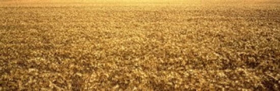 Panorama of amber waves of grain wheat field in Provence-Alpes-Cote DAzur France Canvas Art - Panoramic Images (18 x 6)
