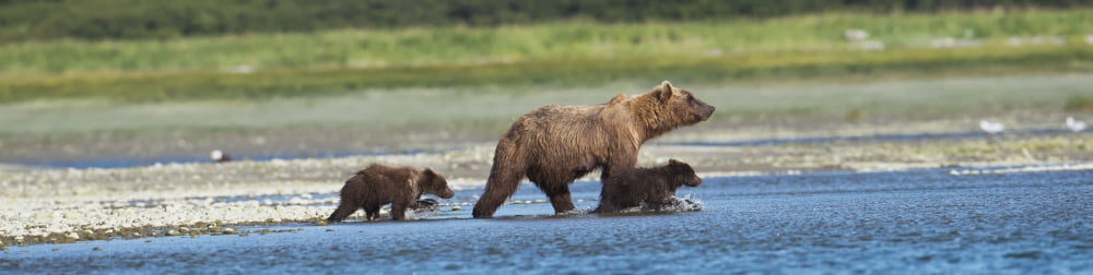 Panoramic Of Brown Bear Sow And Cubs On The Shore Of Mikfik Creek Mcneil River State Game Sanctuary Southwest Alaska Summer Canvas Art - Lorraine Logan Design Pics (42 x 10)