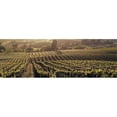 thumbnail image 1 of Panoramic Images  Aerial View Of Rows Crop In A Vineyard Careros Valley California USA Poster Print by Panoramic Images - 36 x 12, 1 of 1