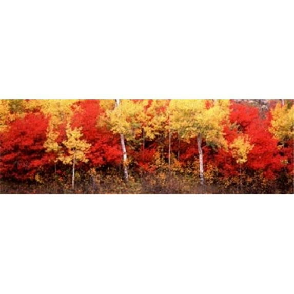 Panoramic Images Aspen and Black Hawthorn trees in a forest Grand Teton National Park Wyoming USA Poster Print by Panoramic Images - 36 x 12