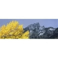 thumbnail image 1 of Panoramic Images  Aspen tree with mountains in background Mt Teewinot Grand Teton National Park Wyoming USA Poster Print by Panoramic Images - 36 x 12, 1 of 1