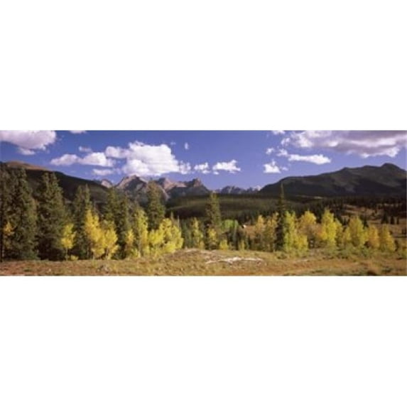 Panoramic Images PPI124254L Aspen trees with mountains in the background  Colorado  USA Poster Print by Panoramic Images - 36 x 12