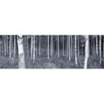 thumbnail image 1 of Panoramic Images  Birch Trees In A Forest Finland Poster Print by Panoramic Images - 36 x 12, 1 of 1