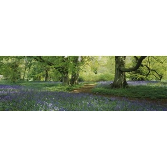 Panoramic Images Bluebells in a forest Thorp Perrow Arboretum North Yorkshire England Poster Print by Panoramic Images - 36 x 12