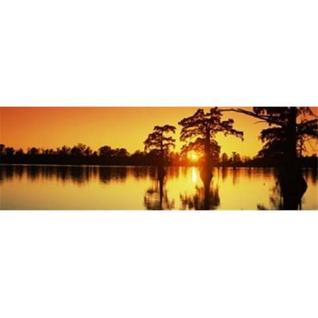 Panoramic Images Cypress trees at sunset Horseshoe Lake Conservation Area Alexander County Illinois USA Poster Print by Panoramic Images - 36 x 12