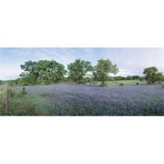 Panoramic Images  Field of Bluebonnet flowers  Texas  USA Poster Print by Panoramic Images - 36 x 12