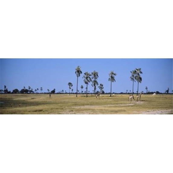 Panoramic Images Giraffes - Giraffa camelopardalis in a national park Hwange National Park Matabeleland North Zimbabwe Poster Print by Panoramic Images - 36 x 12