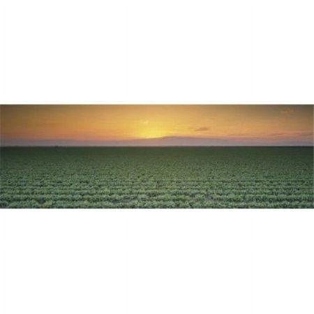 Panoramic Images High angle view of a lettuce field at sunset Fresno San Joaquin Valley California USA Poster Print by Panoramic Images - 36 x 12