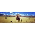 thumbnail image 1 of Panoramic Images PPI144097L Horses grazing in a meadow  Kolob Reservoir  Utah  USA Poster Print by Panoramic Images - 36 x 12, 1 of 1