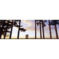 thumbnail image 1 of Panoramic Images  Low angle view of pine trees Iowa County Wisconsin USA Poster Print by Panoramic Images - 36 x 12, 1 of 1