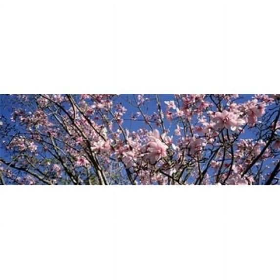 Panoramic Images Magnolias Golden Gate Park San Francisco California USA Poster Print by Panoramic Images - 36 x 12