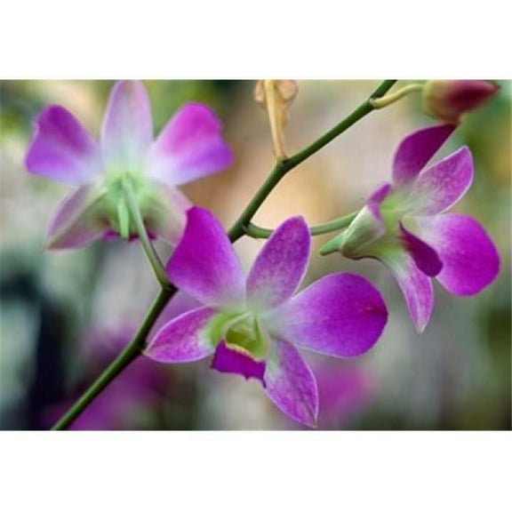 Panoramic Images PPI102829 Cattleya Orchid Flower Blossoms Poster Print by Panoramic Images, 18 x 12