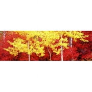 Panoramic Images PPI103951L Aspen and Black Hawthorn trees in a forest  Grand Teton National Park  Wyoming  USA Poster Print by Panoramic Images - 36 x 12