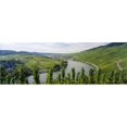 thumbnail image 1 of Panoramic Images PPI106300L Vineyards along a river  Moselle River  Mosel-Saar-Ruwer  Germany Poster Print by Panoramic Images - 36 x 12, 1 of 1