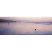 Panoramic Images PPI113289L Sandpiper on the beach  San Francisco  California  USA Poster Print by Panoramic Images - 36 x 12