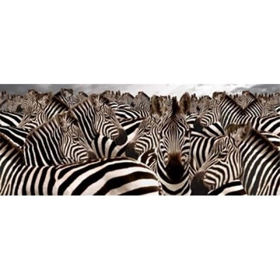 Panoramic Images PPI114920 Herd of Zebras Poster Print by Panoramic Images, 30 x 12