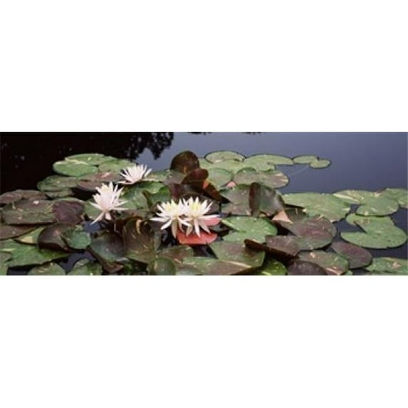 Panoramic Images PPI116367L Water lilies in a pond Sunken Garden Olbrich Botanical Gardens Madison Wisconsin USA Poster Print by Panoramic Images - 36 x 12