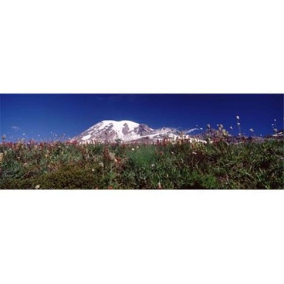 Panoramic Images PPI118872L Wildflowers on mountains Mt Rainier Pierce County Washington State USA Poster Print by Panoramic Images - 36 x 12