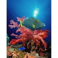 thumbnail image 1 of Panoramic Images PPI120308L Orange-Lined triggerfish - Balistapus undulatus and soft corals in the ocean Poster Print by Panoramic Images - 12 x 36, 1 of 1