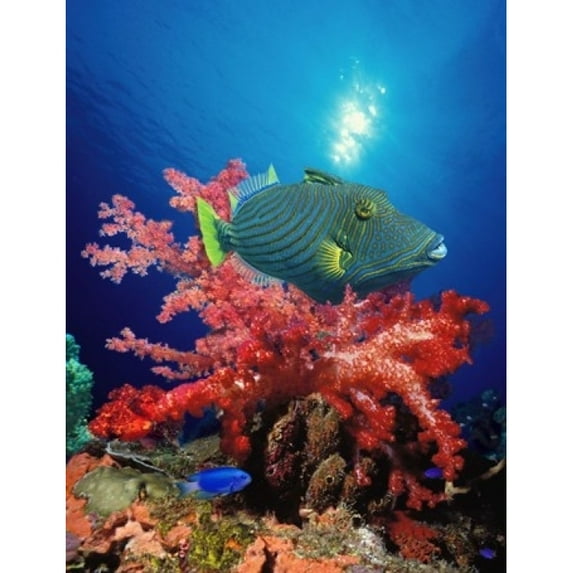 Panoramic Images PPI120308L Orange-Lined triggerfish - Balistapus undulatus and soft corals in the ocean Poster Print by Panoramic Images - 12 x 36