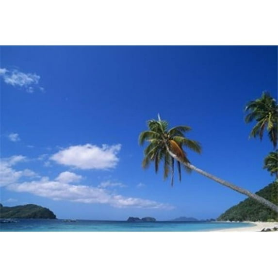 Panoramic Images PPI124222 Tropical beach with coconut palms Cocos nucifera Poster Print by Panoramic Images - 24 x 17