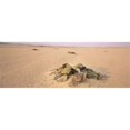 thumbnail image 1 of Panoramic Images PPI125585L Welwitschia - Welwitschia mirabilis plant growing in a desert  Swakopmund  Namibia Poster Print by Panoramic Images - 36 x 12, 1 of 1