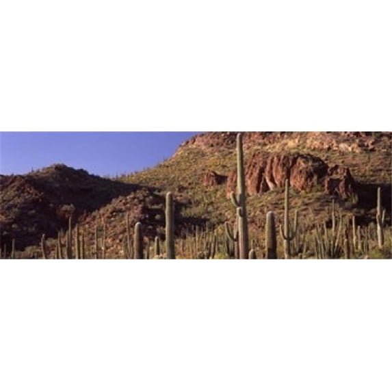 Panoramic Images PPI127401L Cacti on a landscape Organ Pipe Cactus National Monument Arizona USA Poster Print by Panoramic Images - 36 x 12
