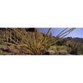 thumbnail image 1 of Panoramic Images PPI127403L Plants on a landscape  Organ Pipe Cactus National Monument  Arizona  USA Poster Print by Panoramic Images - 36 x 12, 1 of 1