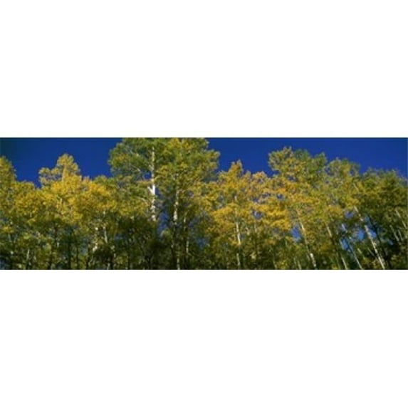 Panoramic Images PPI134306L Low angle view of trees Colorado USA Poster Print by Panoramic Images - 36 x 12