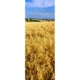 thumbnail image 1 of Panoramic Images PPI135844L Wheat crop in a field  Willamette Valley  Oregon  USA Poster Print by Panoramic Images - 12 x 36, 1 of 1