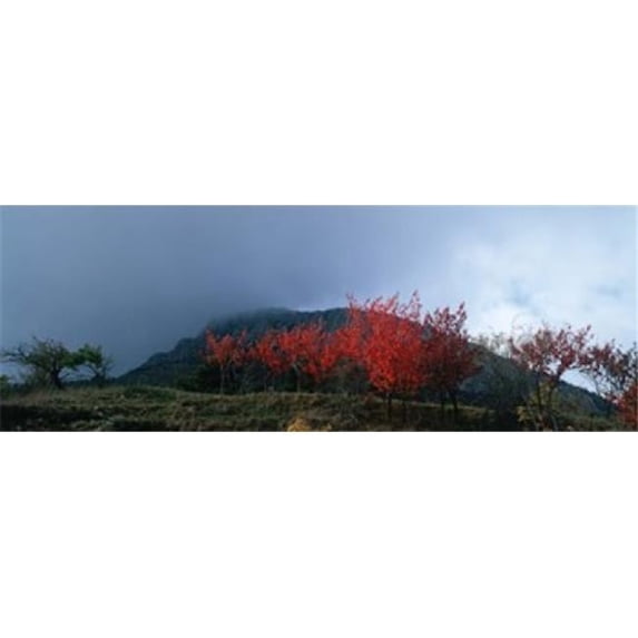 Panoramic Images PPI137751L Trees in autumn at dusk Provence-Alpes-Cote dAzur France Poster Print by Panoramic Images - 36 x 12