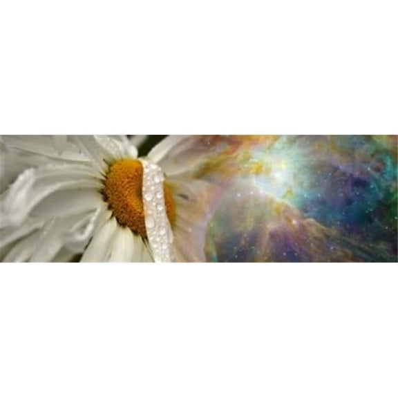 Panoramic Images PPI137767L Daisy with Hubble Cosmos Poster Print, 36 x 12