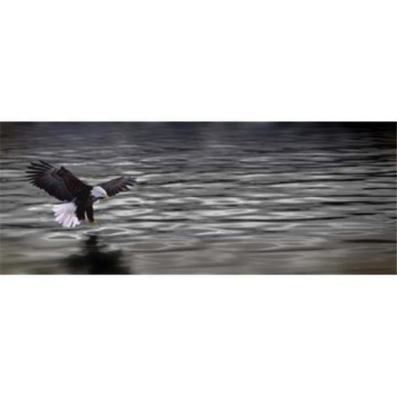 Panoramic Images PPI137993L Eagle over water Poster Print by Panoramic Images - 36 x 12