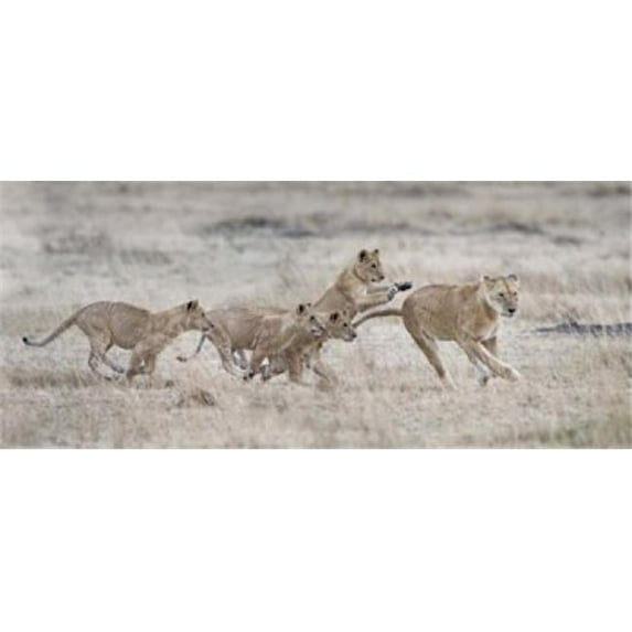 Panoramic Images PPI138910S Lioness, Panthera Leo & Cubs At Play Kenya Poster Print, 15 x 6